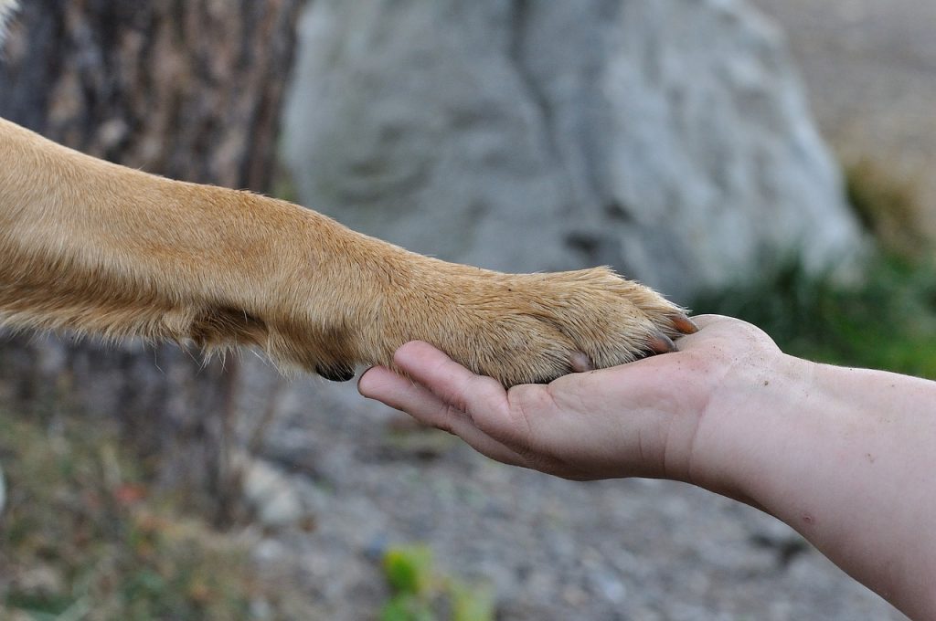 犬の関節痛 ヘルニアなど 足腰の病気 原因 症状からおすすめの対処法まで ペットのからだ Com